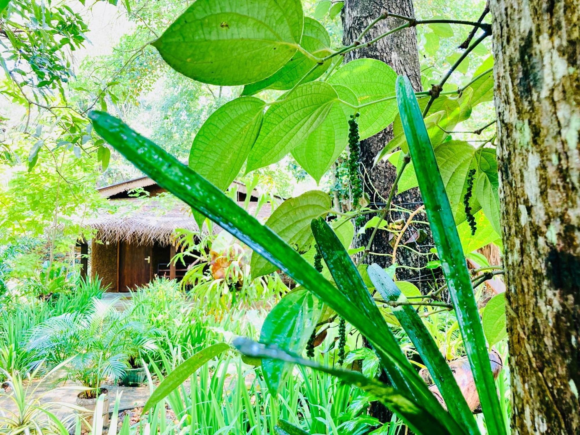 Green Paradise Cottage Udawalawa Udawalawe Exterior photo